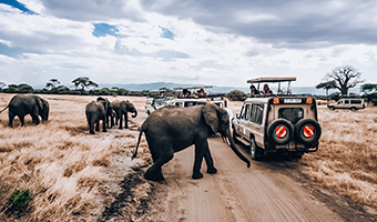 Tanzania Safari